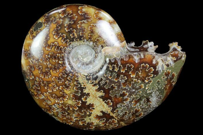 Polished, Agatized Ammonite (Cleoniceras) - Madagascar #97307